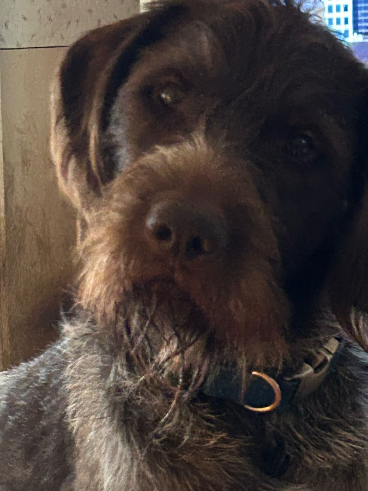 Sooner Wirehaired Pointing Griffons-Sherie Jones breeder image 2