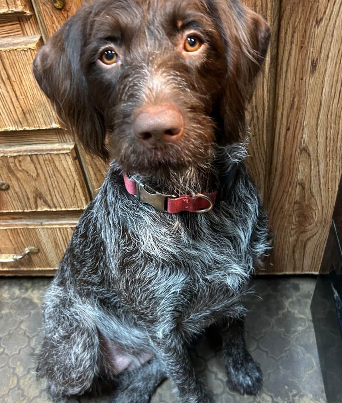 Sooner Wirehaired Pointing Griffons-Sherie Jones breeder image 5