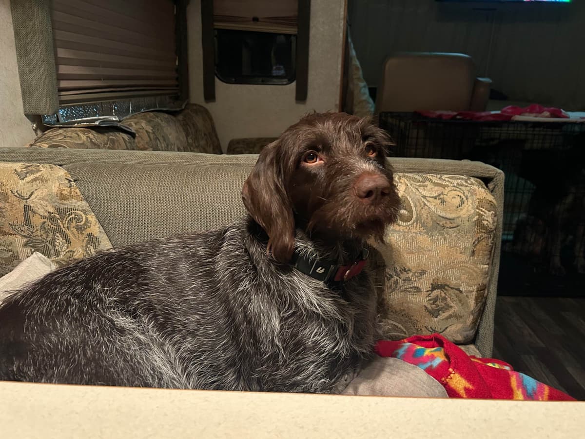 Sooner Wirehaired Pointing Griffons-Sherie Jones breeder image 6