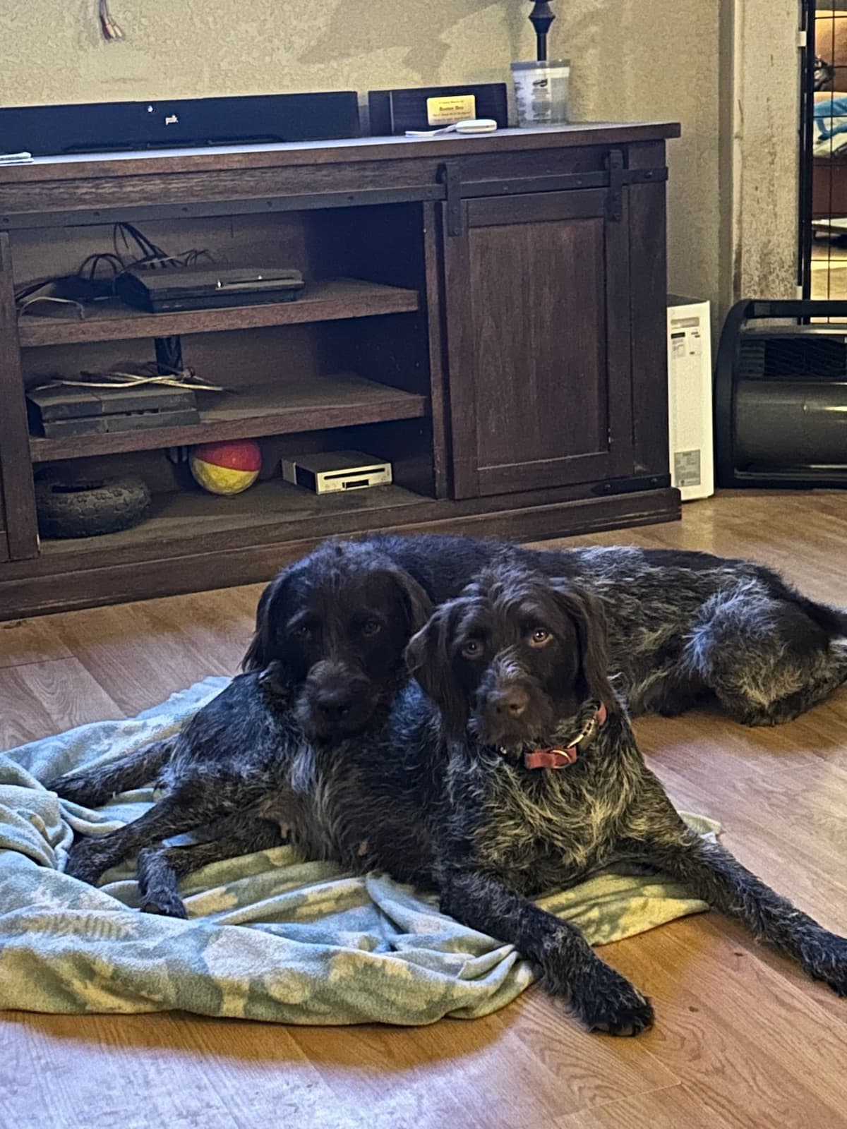 Sooner Wirehaired Pointing Griffons-Sherie Jones breeder image 9