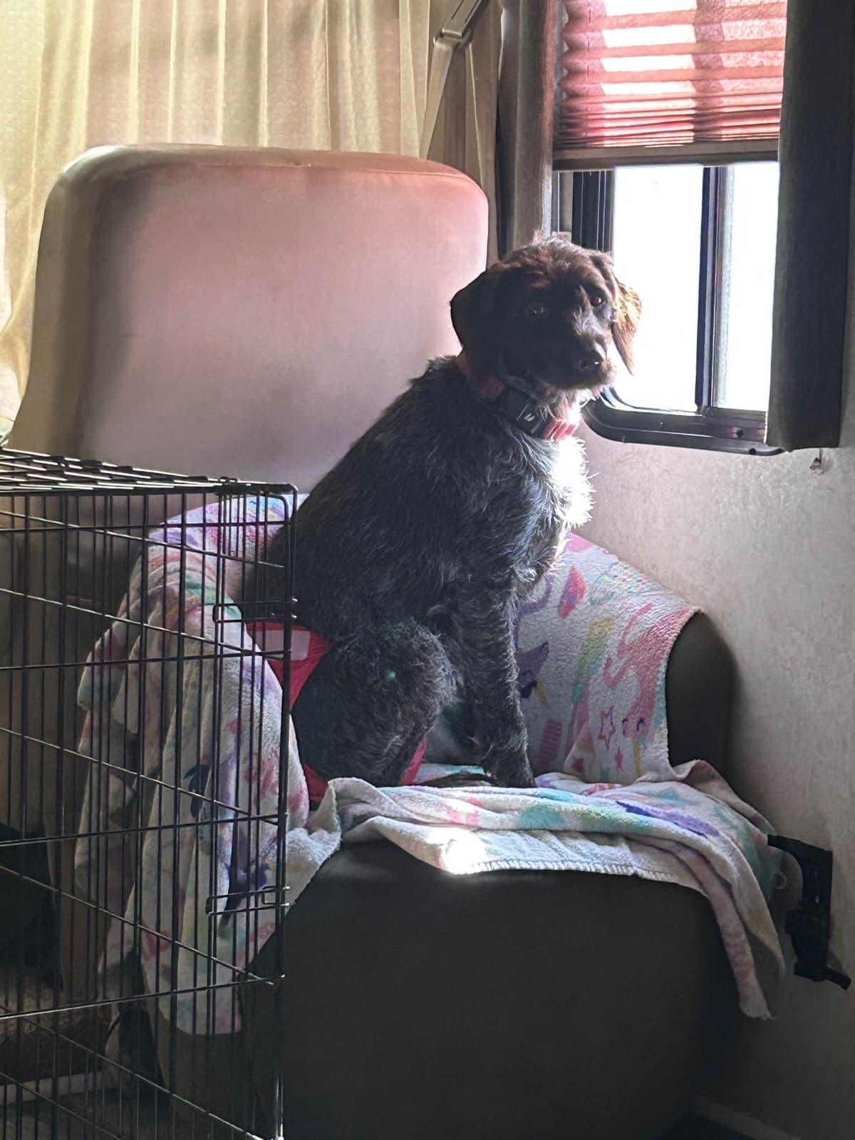 Sooner Wirehaired Pointing Griffons-Sherie Jones breeder image 7