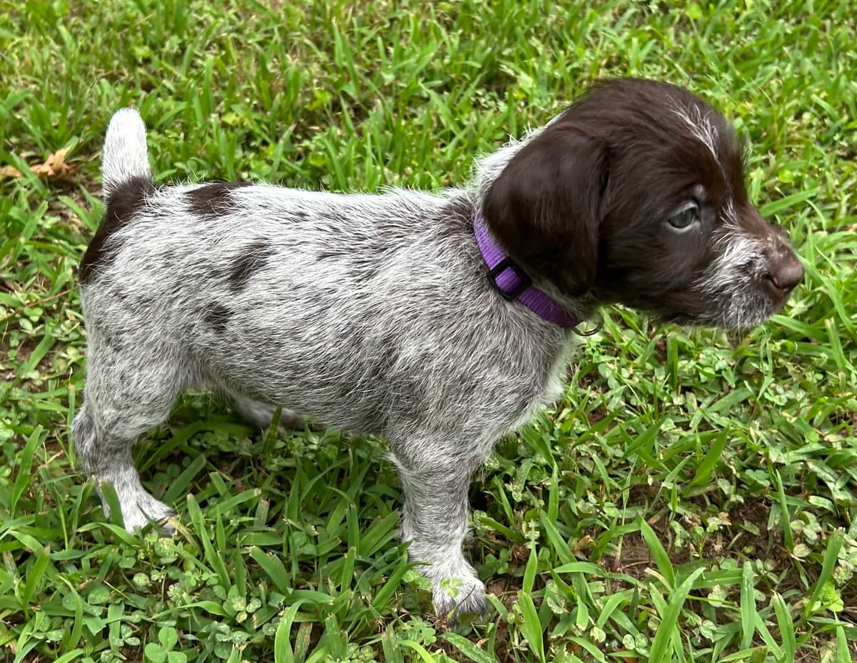 Sooner Wirehaired Pointing Griffons-Sherie Jones breeder image 15