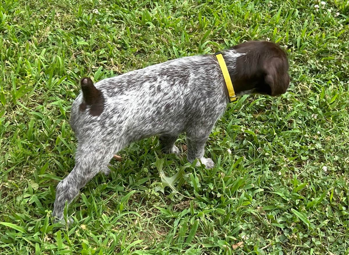 Sooner Wirehaired Pointing Griffons-Sherie Jones breeder image 19