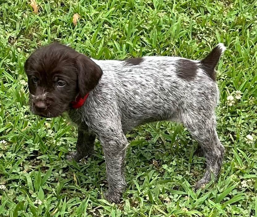 Sooner Wirehaired Pointing Griffons-Sherie Jones breeder image 12