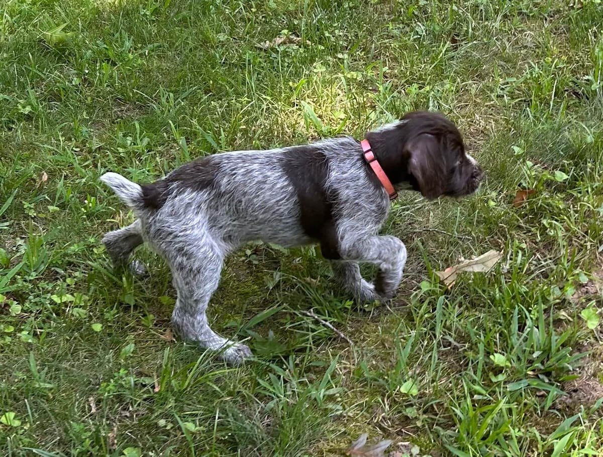 Sooner Wirehaired Pointing Griffons-Sherie Jones breeder image 21