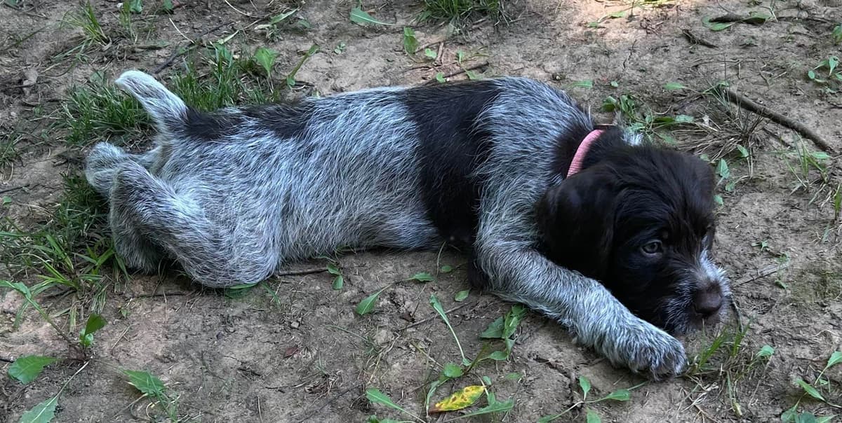 Sooner Wirehaired Pointing Griffons-Sherie Jones breeder image 22