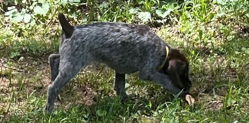 Sooner Wirehaired Pointing Griffons-Sherie Jones breeder image 20