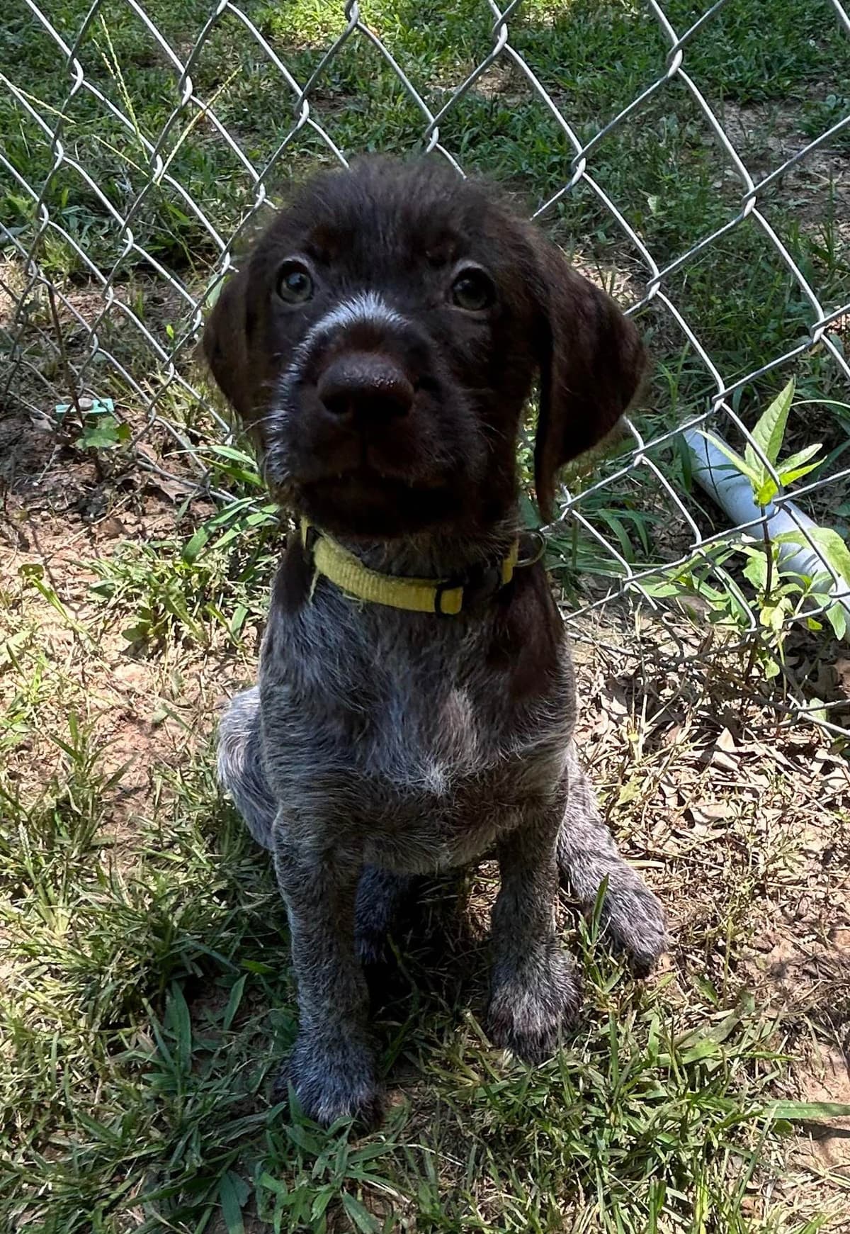 Sooner Wirehaired Pointing Griffons-Sherie Jones breeder image 18