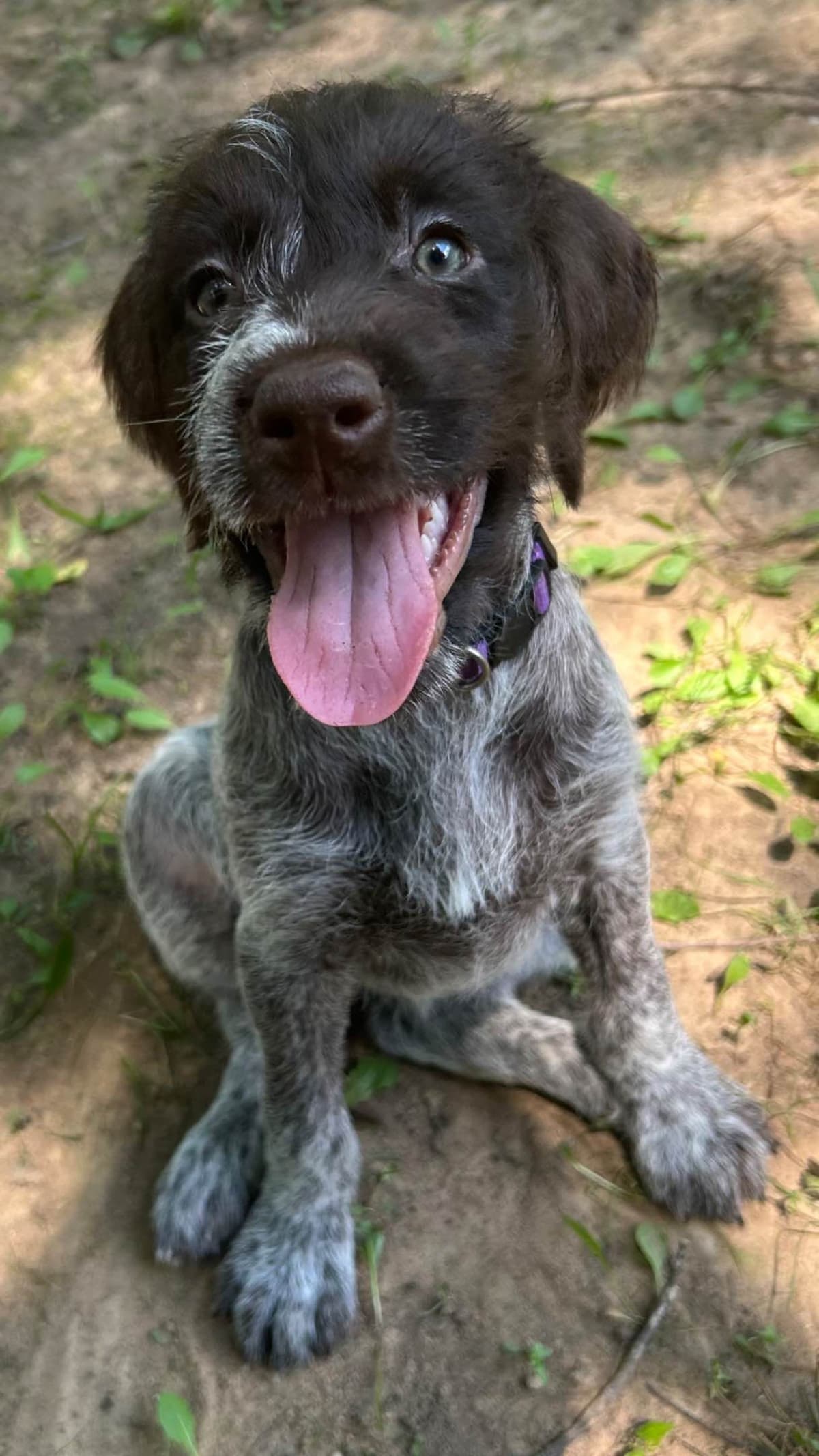 Sooner Wirehaired Pointing Griffons-Sherie Jones breeder image 13