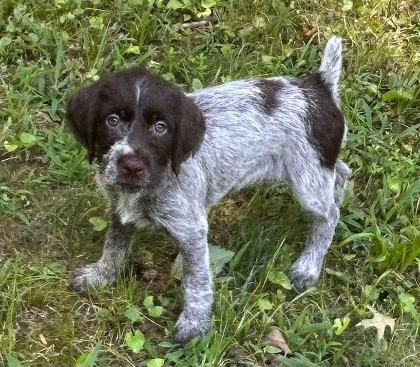 Sooner Wirehaired Pointing Griffons-Sherie Jones breeder image 16