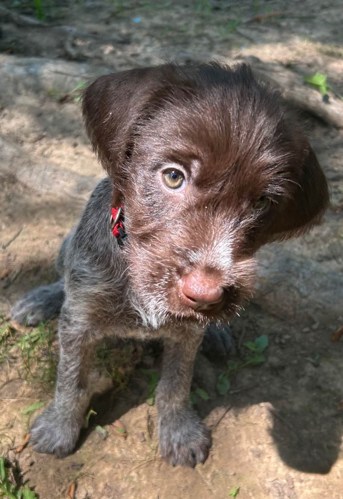 Sooner Wirehaired Pointing Griffons-Sherie Jones breeder image 11