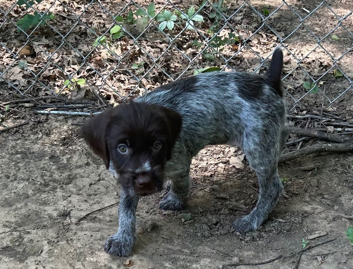 Sooner Wirehaired Pointing Griffons-Sherie Jones breeder image 10