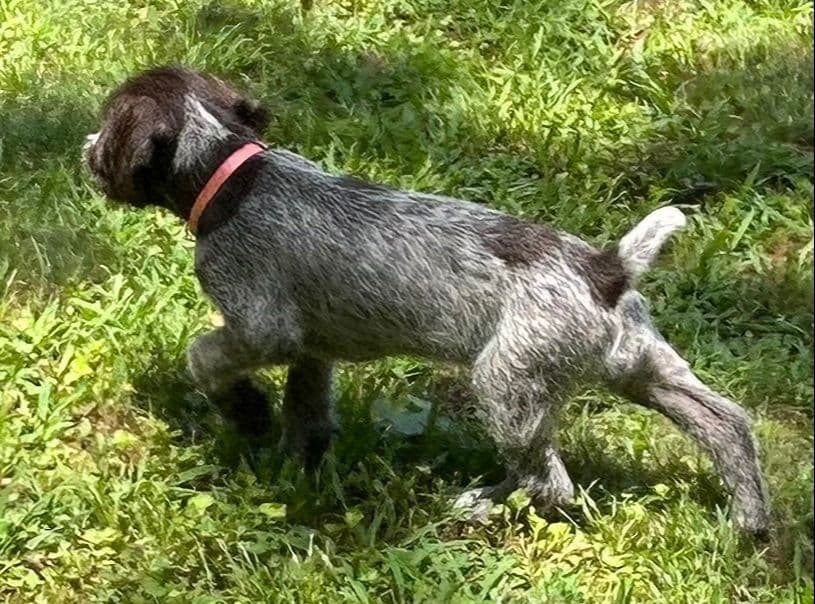 Sooner Wirehaired Pointing Griffons-Sherie Jones breeder image 23