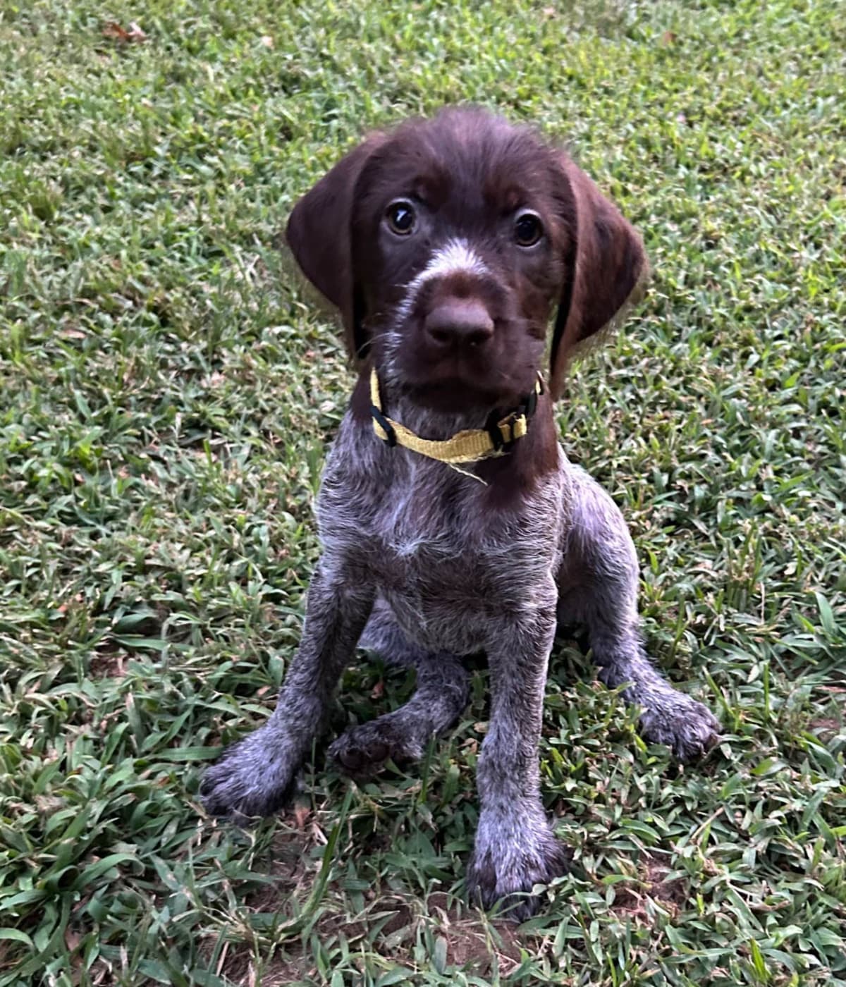 Sooner Wirehaired Pointing Griffons-Sherie Jones breeder image 17