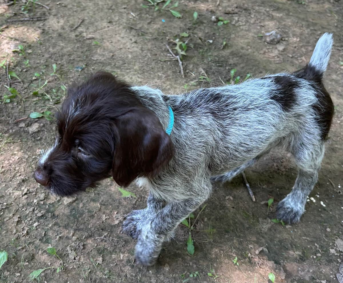 Sooner Wirehaired Pointing Griffons-Sherie Jones breeder image 14