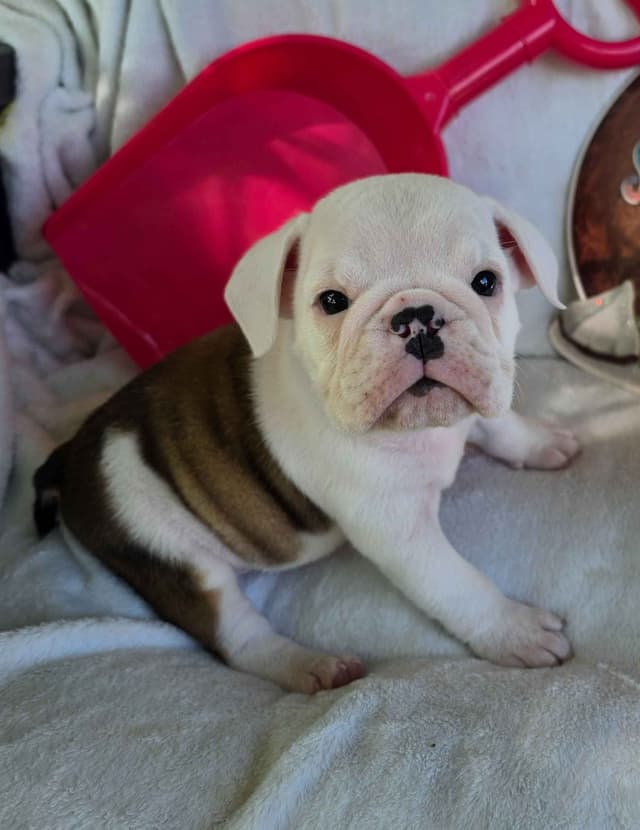 Bulldog Puppies media 2