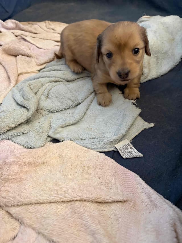 Dachshund Puppies media 2