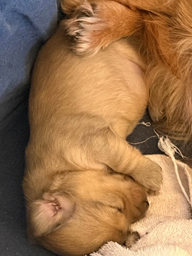 Dachshund Puppies media 3