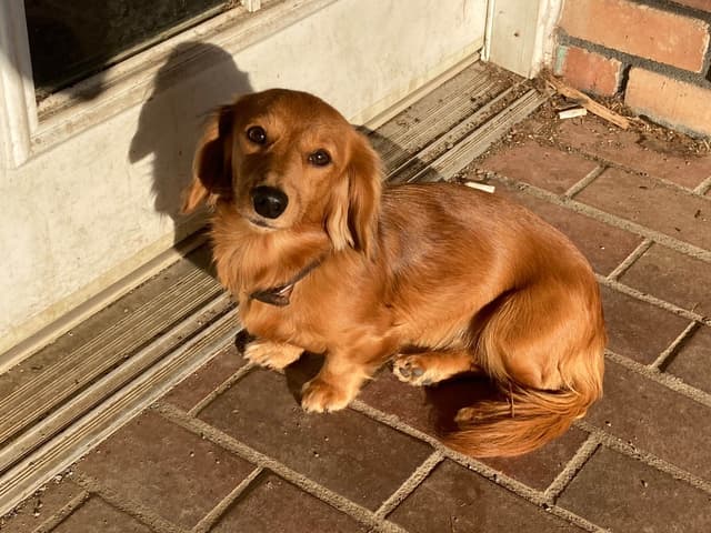 Dachshund Puppies media 4