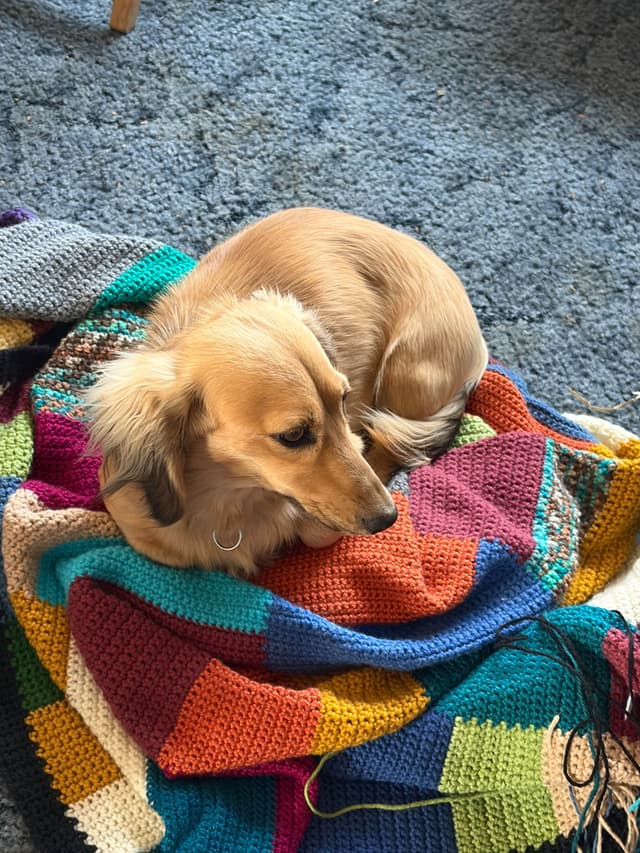 Dachshund Puppies media 5