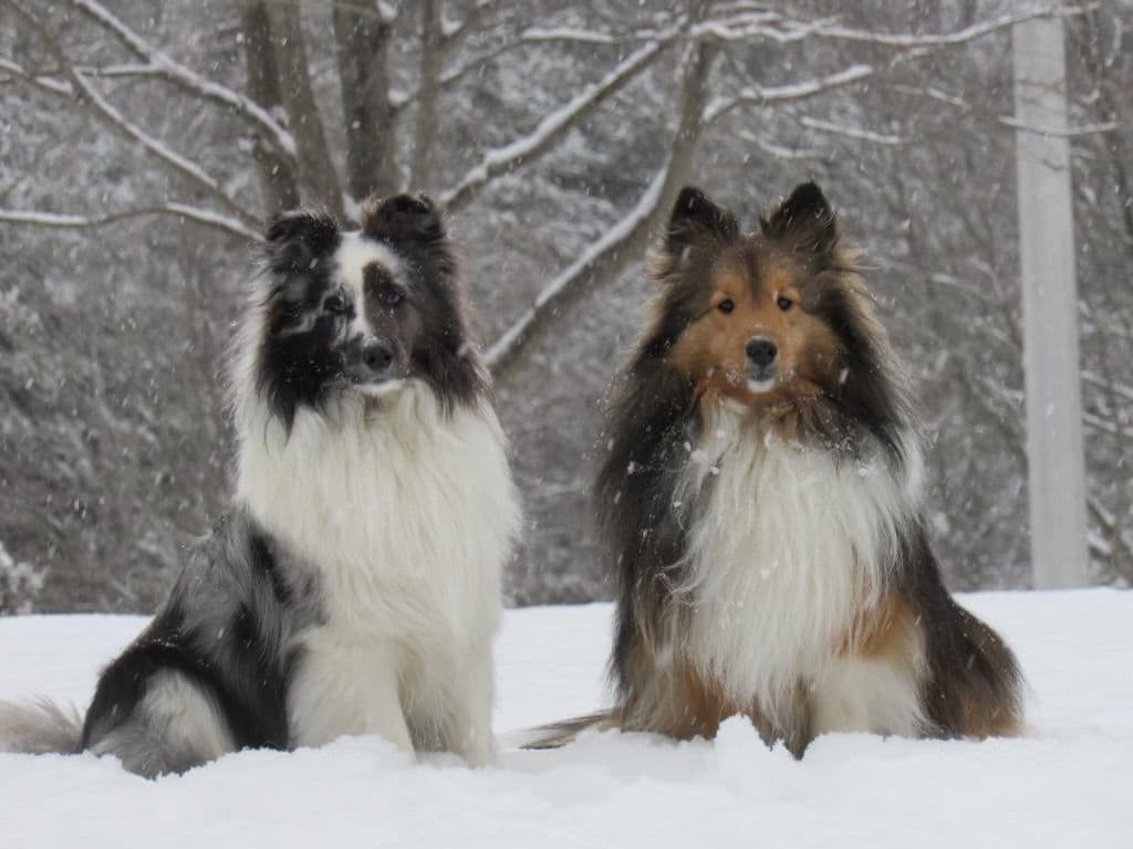 Shetland Sheepdog Puppies breeder image 1
