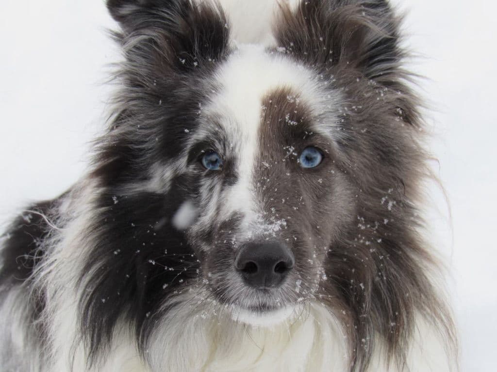 Shetland Sheepdog Puppies breeder image 2