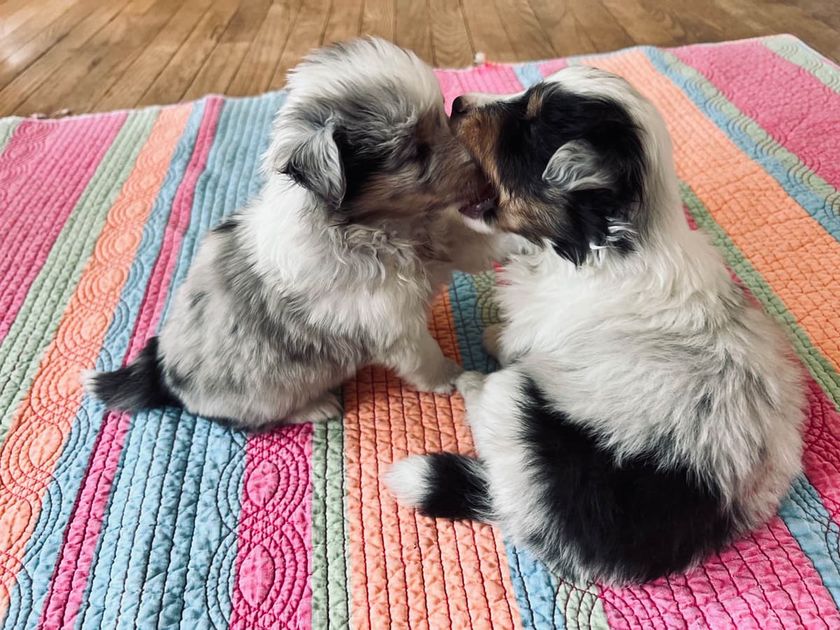 Shetland Sheepdog Puppies breeder image 4