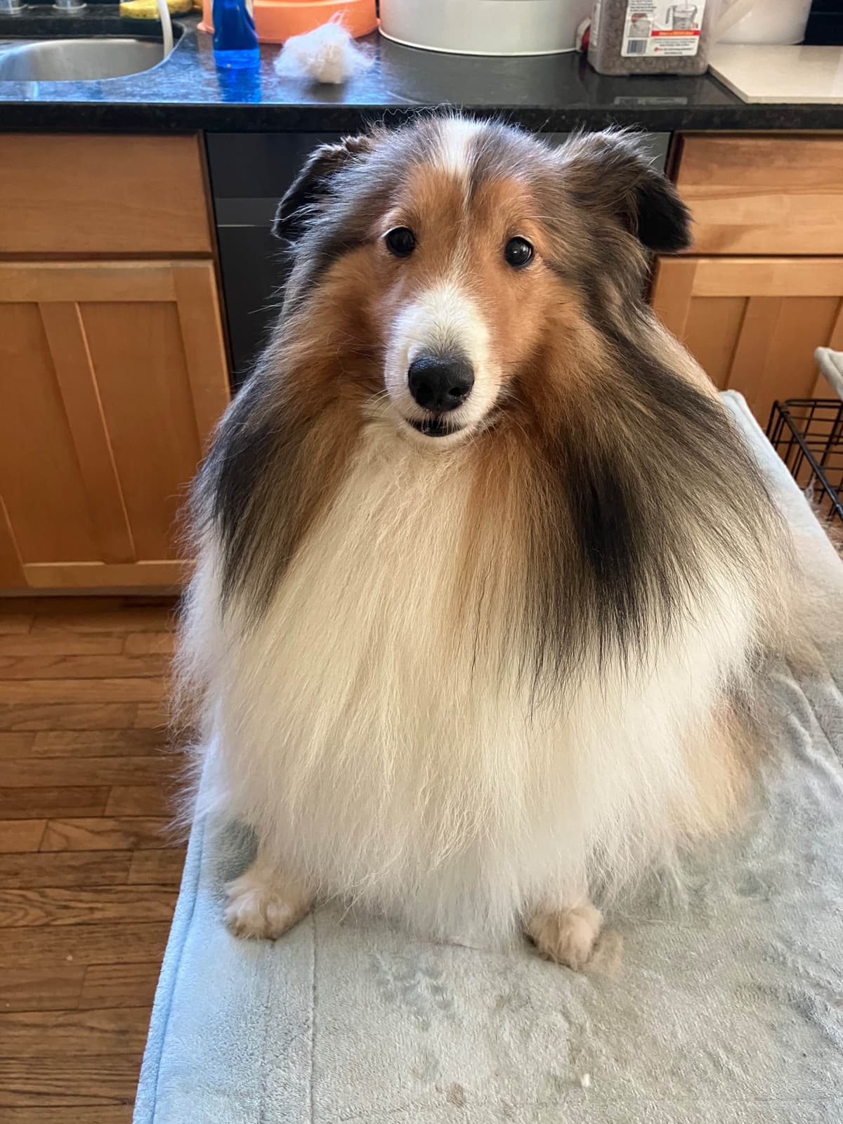 Shetland Sheepdog Puppies breeder image 7