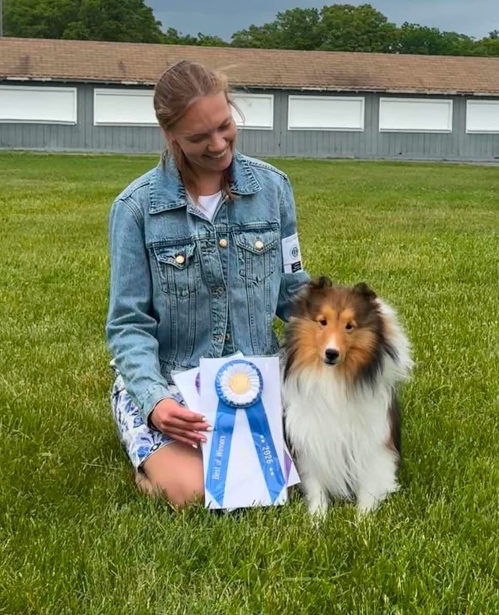 Shetland Sheepdog Puppies breeder image 8