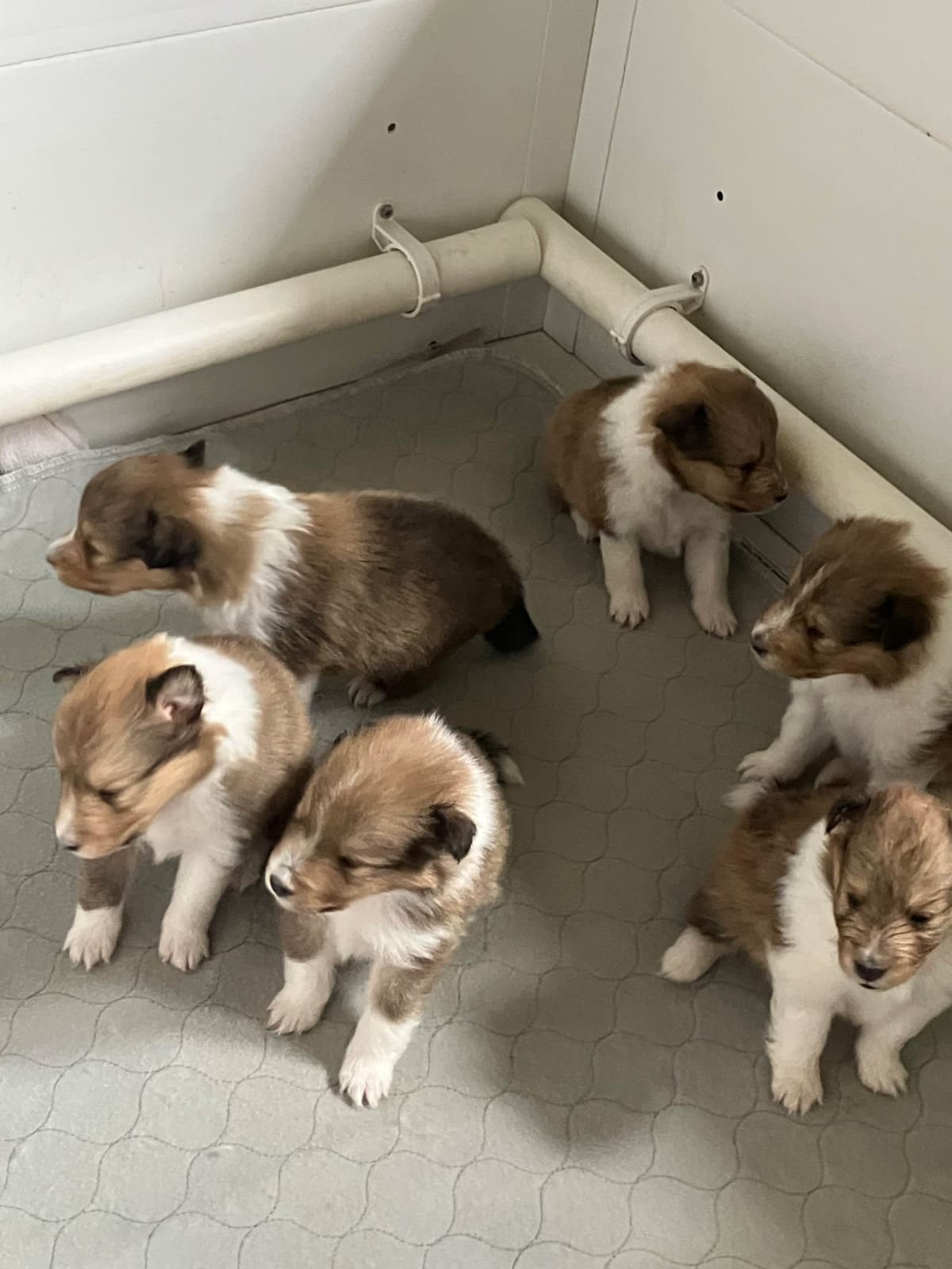 Shetland Sheepdog Puppies breeder image 10