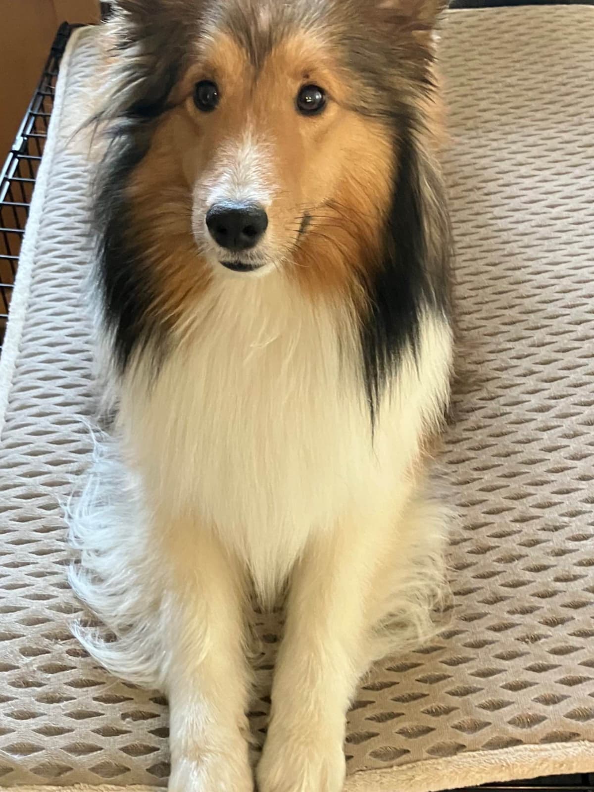 Shetland Sheepdog Puppies breeder image 9