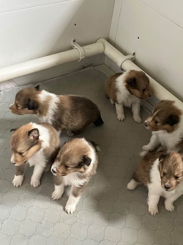 Shetland Sheepdog Puppies media 2