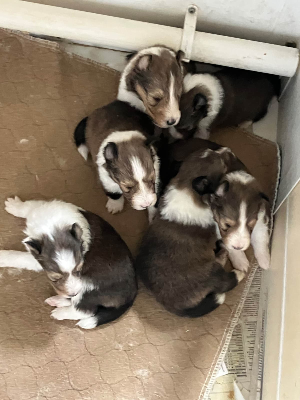 Shetland Sheepdog Puppies breeder image 11