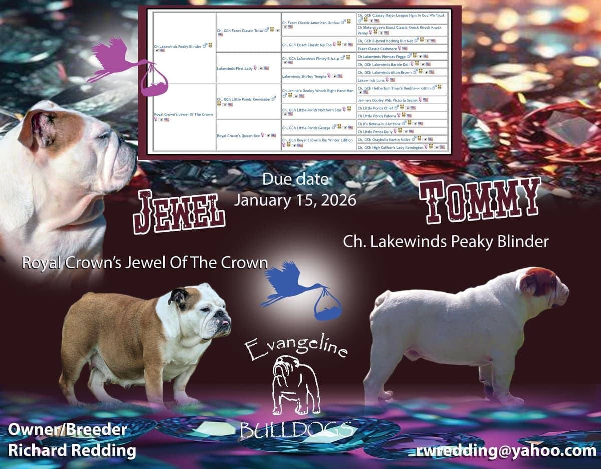 Bulldog Puppies breeder image 1
