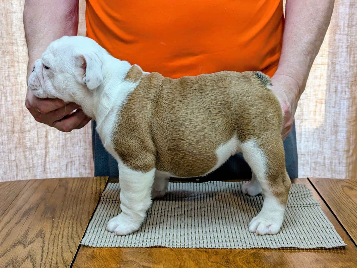 Bulldog Puppies breeder image 9