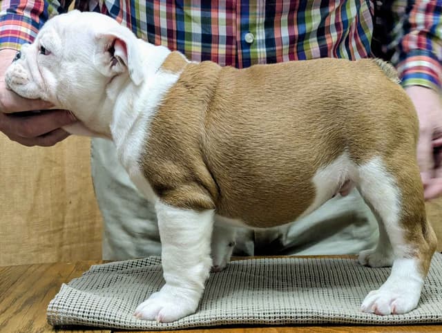 Bulldog Puppies media 2