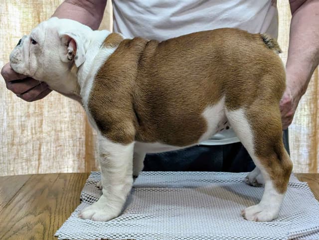 Bulldog Puppies media 3