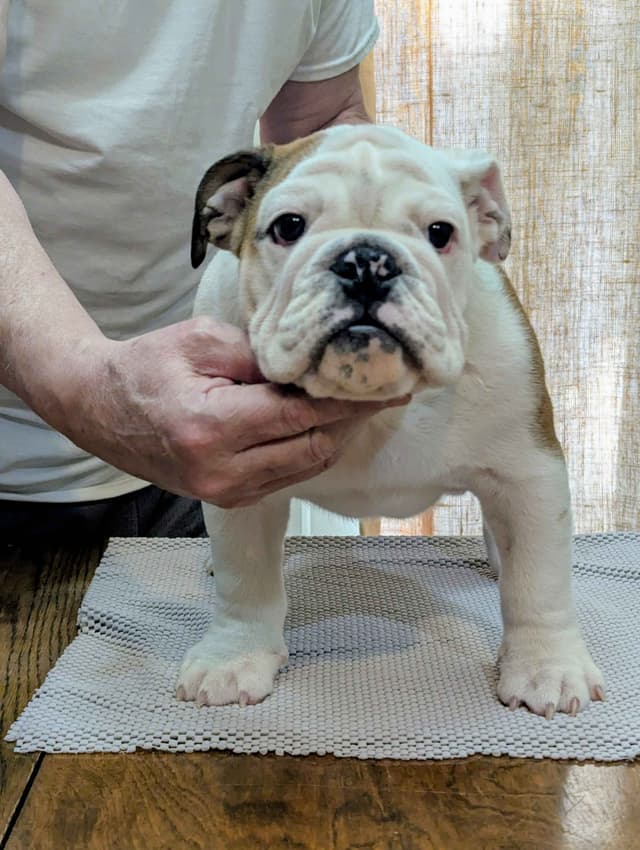 Bulldog Puppies media 4