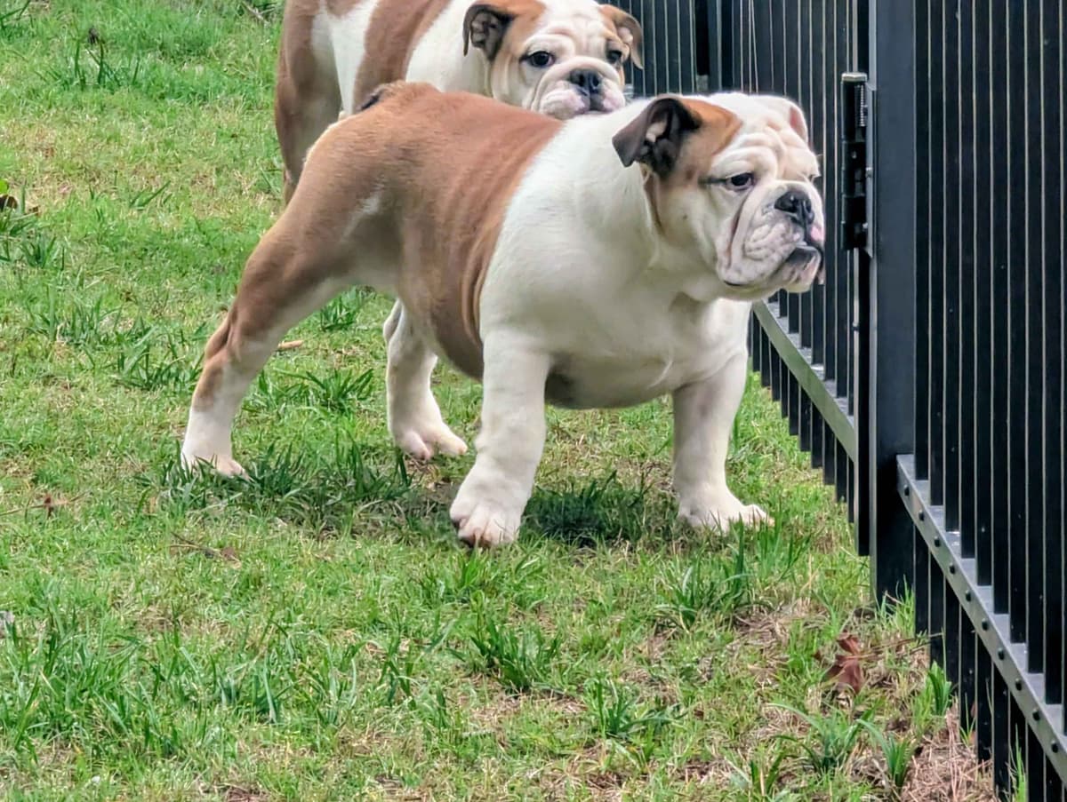Bulldog Puppies breeder image 3