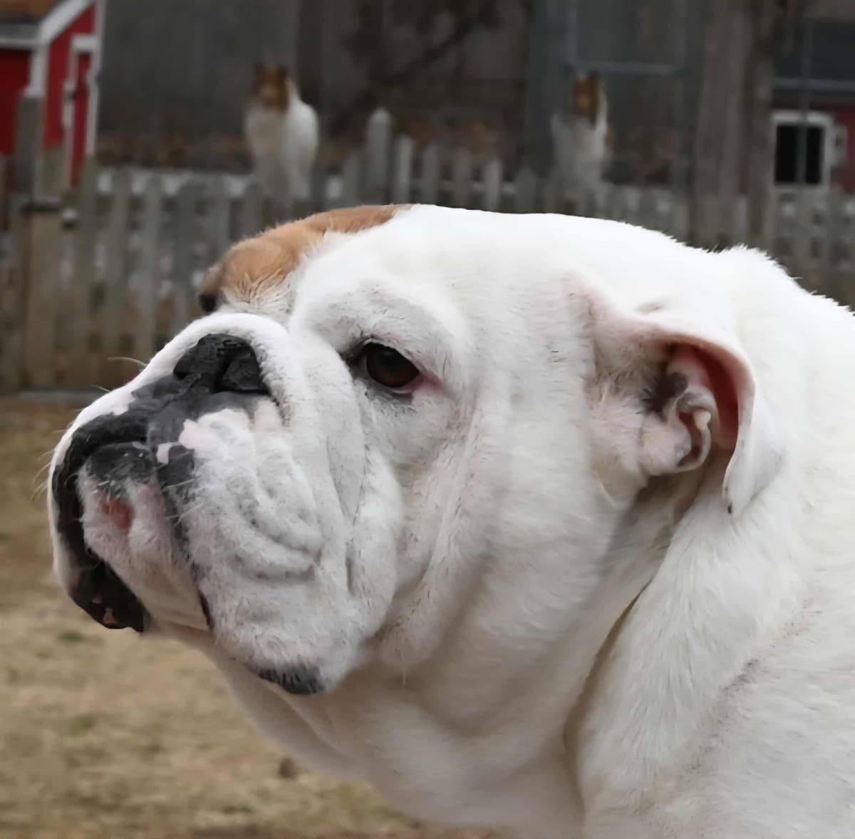Bulldog Puppies breeder image 6