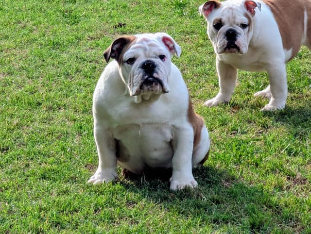Bulldog Puppies media 5
