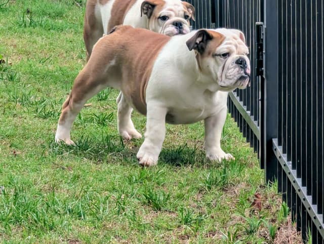 Bulldog Puppies media 6