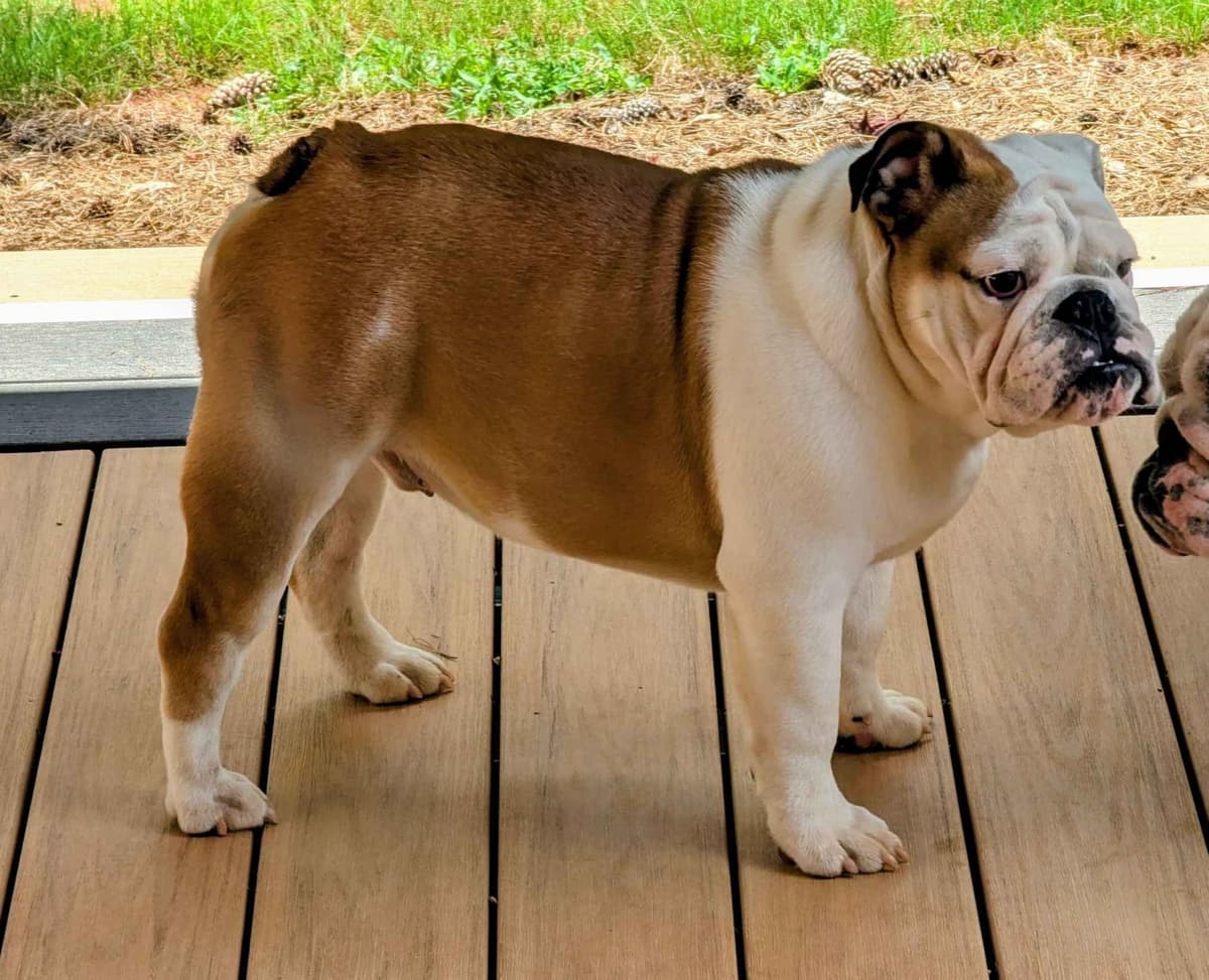Bulldog Puppies breeder image 2