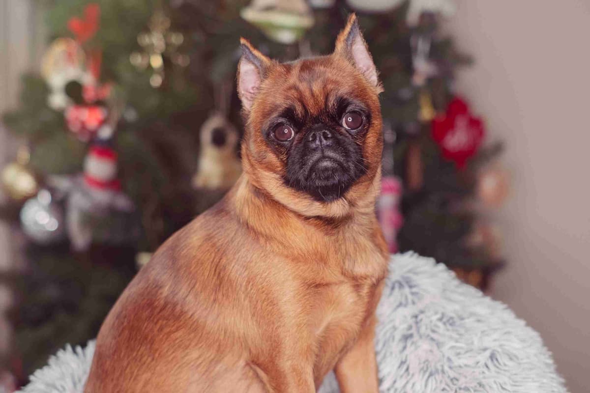Brussels Griffon Puppies breeder image 3