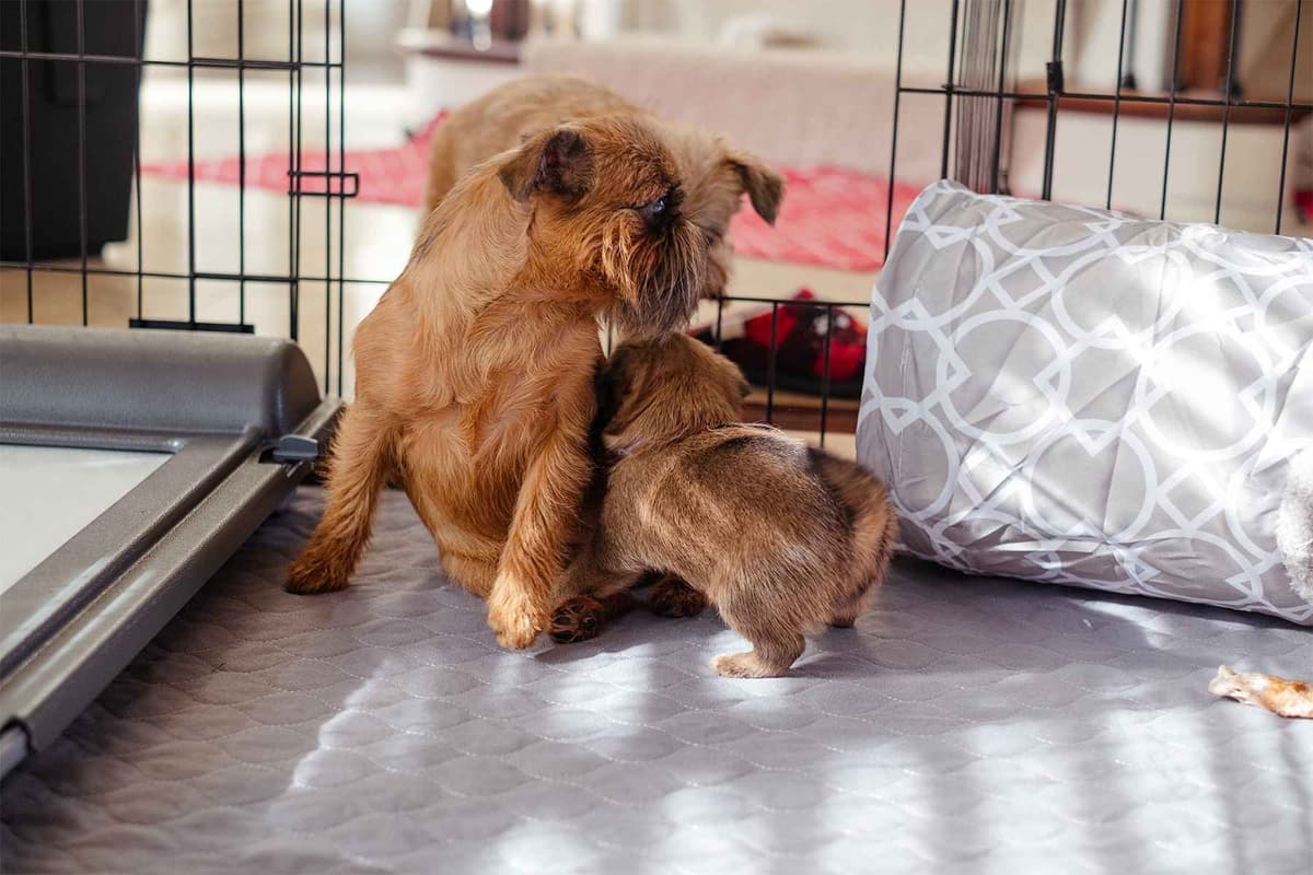 Brussels Griffon Puppies breeder image 5