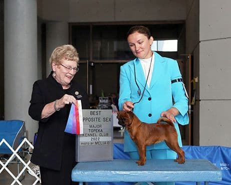Brussels Griffon Puppies breeder image 6