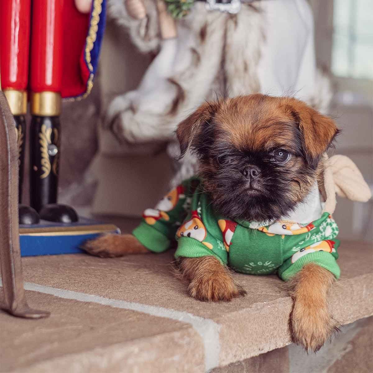 Brussels Griffon Puppies breeder image 7