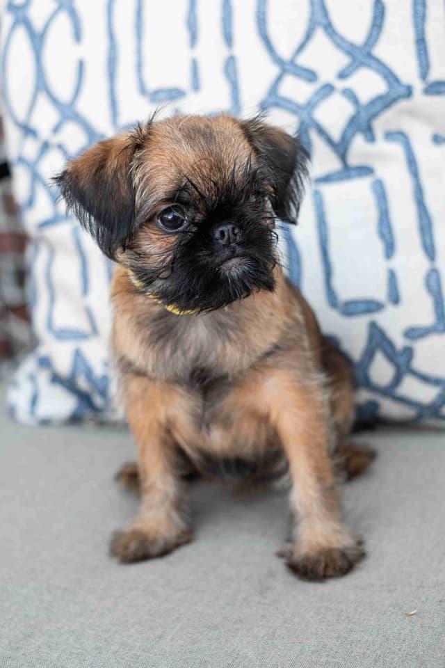 Brussels Griffon Puppies media 2