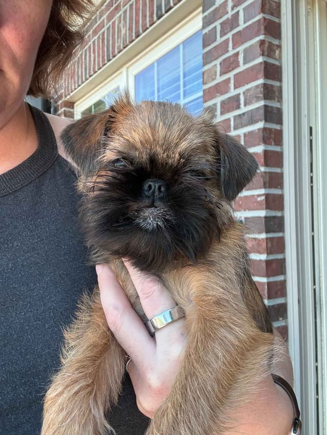 Brussels Griffon Puppies media 3