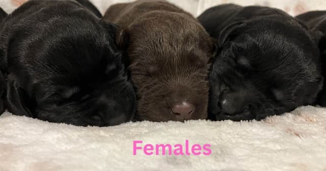 Labrador Retriever Puppies media 3
